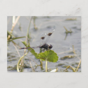 Briefkaart van Pennant Dragonfly