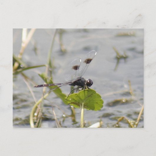 Briefkaart van Pennant Dragonfly (Voorkant)