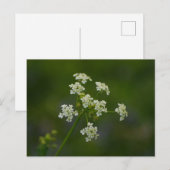 Briefkaart van peterselie-koeienvangers (Voorkant / Achterkant)