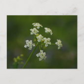 Briefkaart van peterselie-koeienvangers (Voorkant)