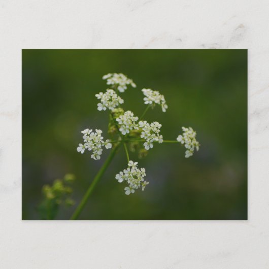 Briefkaart van peterselie-koeienvangers (Voorkant)