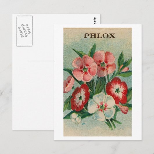 briefkaart van phlox-zaadpakket (Voorkant / Achterkant)