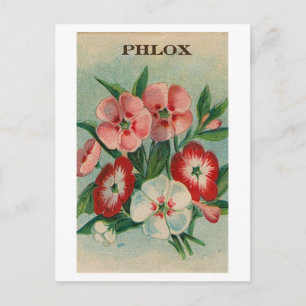 briefkaart van  phlox-zaadpakket