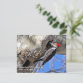 Briefkaart van pileated Woodpecker (Staand voorkant)