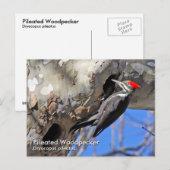 Briefkaart van pileated Woodpecker (Voorkant / Achterkant)