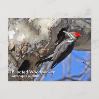 Briefkaart van pileated Woodpecker