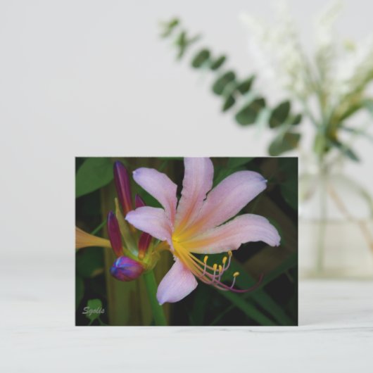 Briefkaart van Pink Belladonna Lily Bloom (Staand voorkant)