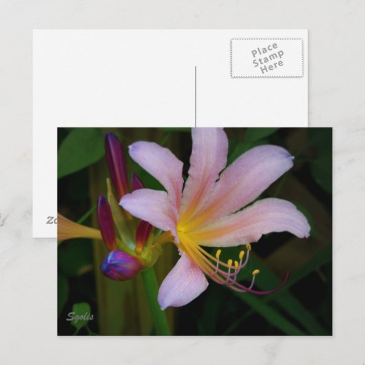 Briefkaart van Pink Belladonna Lily Bloom (Voorkant / Achterkant)