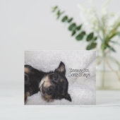 Briefkaart van Play chihuahua (Staand voorkant)