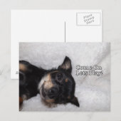 Briefkaart van Play chihuahua (Voorkant / Achterkant)