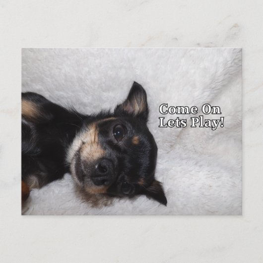 Briefkaart van Play chihuahua (Voorkant)