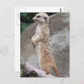 Briefkaart van Poised Meerkat (Voorkant / Achterkant)