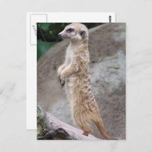 Briefkaart van Poised Meerkat (Voorkant / Achterkant)