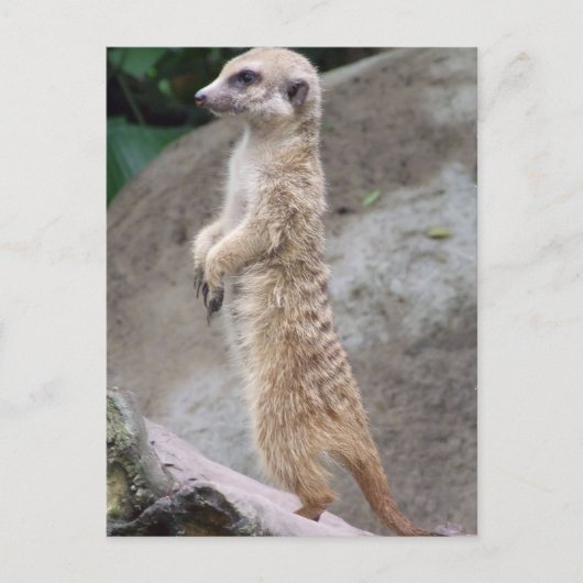 Briefkaart van Poised Meerkat (Voorkant)