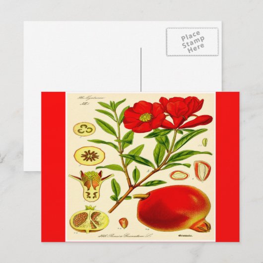 Briefkaart van Pomegranaat (Voorkant / Achterkant)