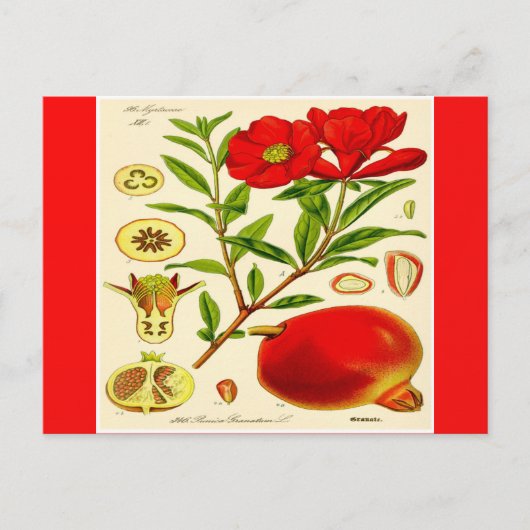 Briefkaart van Pomegranaat (Voorkant)