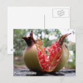 Briefkaart van Pomegranaat (Voorkant / Achterkant)