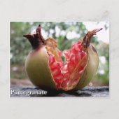 Briefkaart van Pomegranaat (Voorkant)