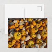 Briefkaart van pompoenen (Voorkant / Achterkant)