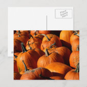 Briefkaart van pompoenen (Voorkant / Achterkant)