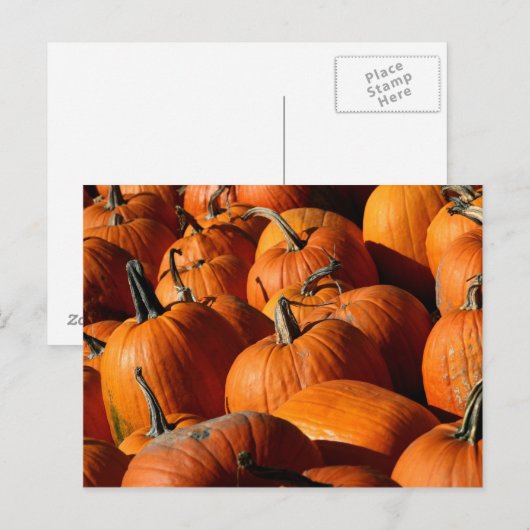 Briefkaart van pompoenen (Voorkant / Achterkant)