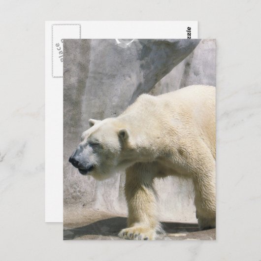 Briefkaart van poolBeer (Voorkant / Achterkant)