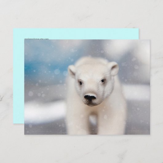 Briefkaart van poolBeer (Voorkant / Achterkant)