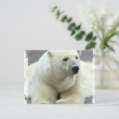 Briefkaart van poolBeer (Staand voorkant)