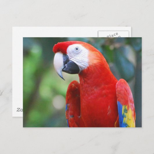 Briefkaart van Posing Parrot (Voorkant / Achterkant)