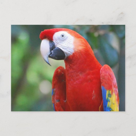 Briefkaart van Posing Parrot (Voorkant)