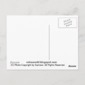 Briefkaart van prachtige paarden (Achterkant)