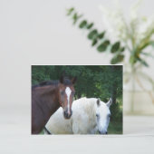 Briefkaart van prachtige paarden (Staand voorkant)