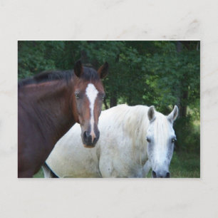Briefkaart van prachtige paarden