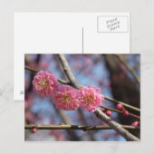 Briefkaart van pruimbloesems (Voorkant / Achterkant)