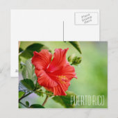 Briefkaart van Puerto Rico hibiscus flower (Voorkant / Achterkant)