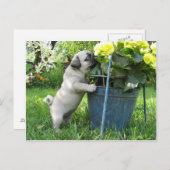 Briefkaart van pug en bloemen (Voorkant / Achterkant)