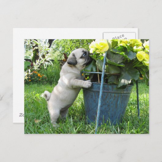 Briefkaart van pug en bloemen (Voorkant / Achterkant)
