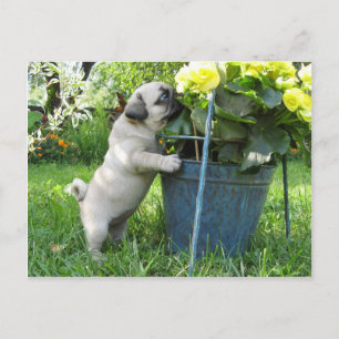 Briefkaart van pug en bloemen
