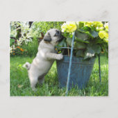 Briefkaart van pug en bloemen (Voorkant)