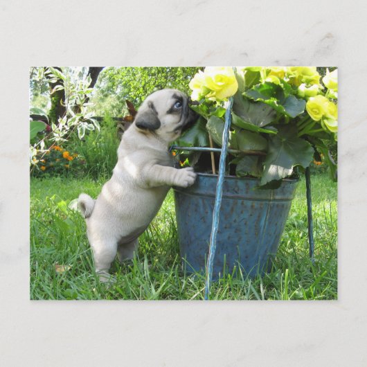 Briefkaart van pug en bloemen (Voorkant)