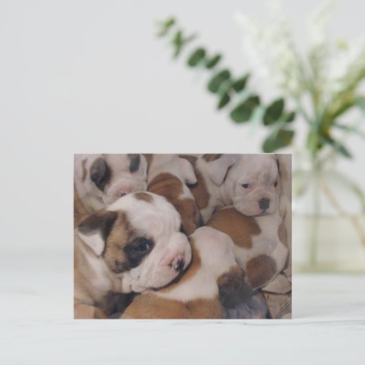 Briefkaart van Puppies van bulledog (Staand voorkant)