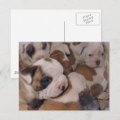 Briefkaart van Puppies van bulledog (Voorkant / Achterkant)