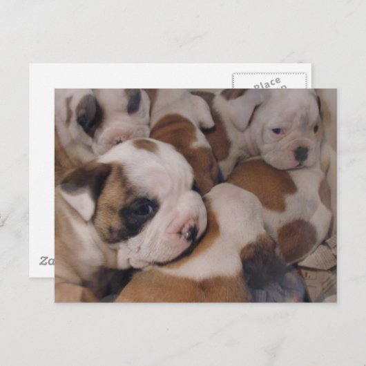 Briefkaart van Puppies van bulledog (Voorkant / Achterkant)