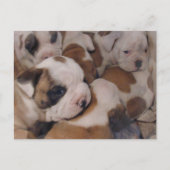 Briefkaart van Puppies van bulledog (Voorkant)
