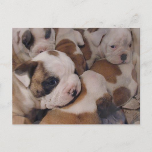 Briefkaart van Puppies van bulledog (Voorkant)