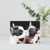 Briefkaart van puppies van Franse stierenhonden (Staand voorkant)