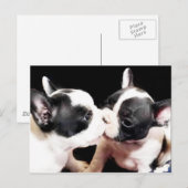 Briefkaart van puppies van Franse stierenhonden (Voorkant / Achterkant)