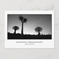 Briefkaart van Quiver Trees