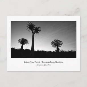 Briefkaart van Quiver Trees