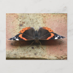 Briefkaart van Red Admiral Butterfly